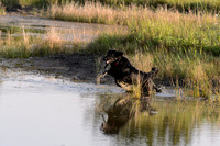 Waterdogs MAK_9104