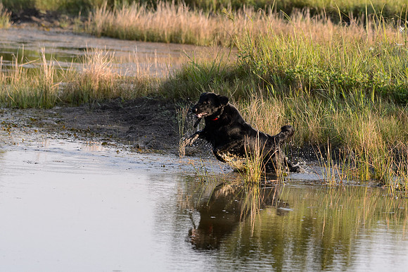 Waterdogs MAK_9104