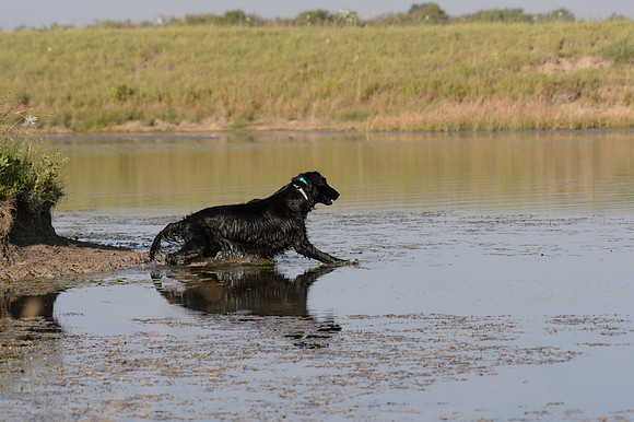 Waterdogs MAK_9262