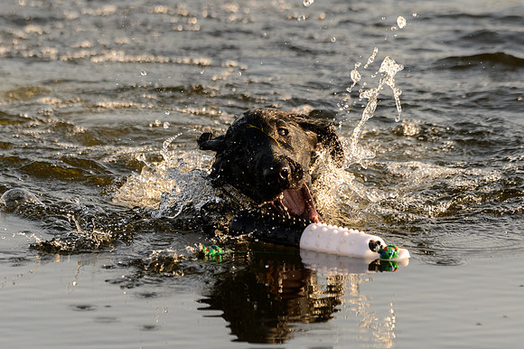 Waterdogs MAK_9175