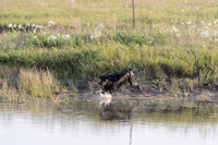 Waterdogs MAK_9048