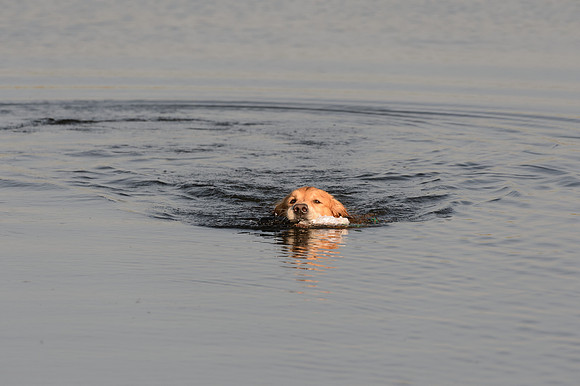 Waterdogs MAK_9289