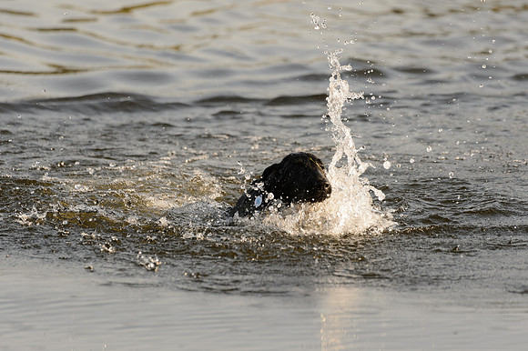 Waterdogs MAK_9174