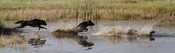 Waterdogs MAK_9366