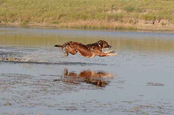 Waterdogs MAK_9237