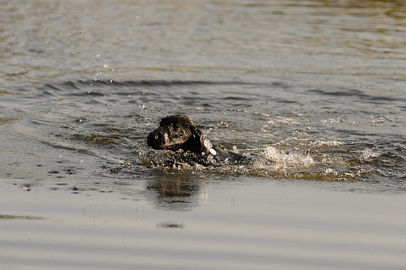 Waterdogs MAK_9206