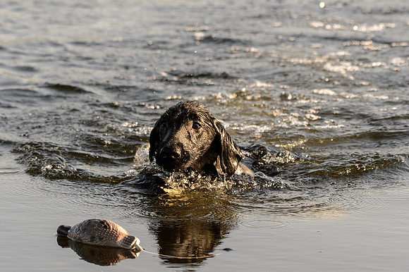 Waterdogs MAK_9209