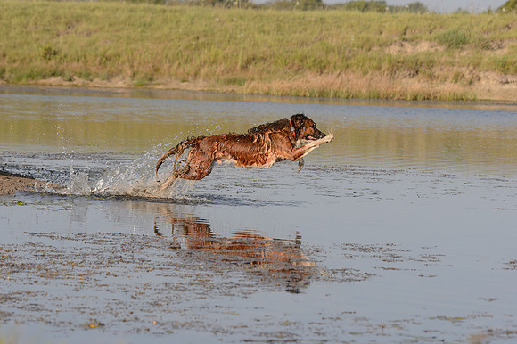 Waterdogs MAK_9236