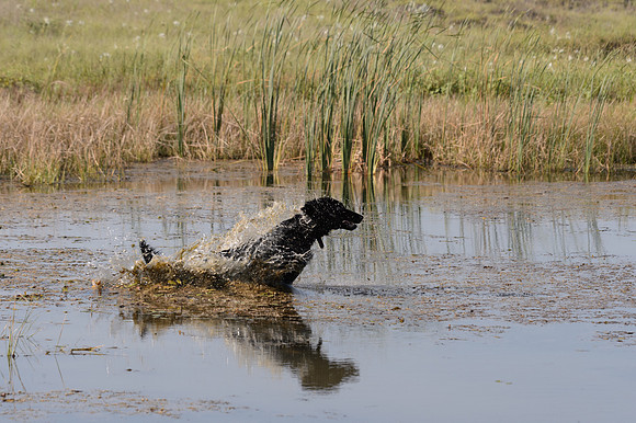 Waterdogs MAK_9345