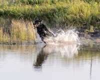 Waterdogs MAK_9050