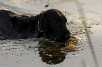 Waterdogs MAK_9075