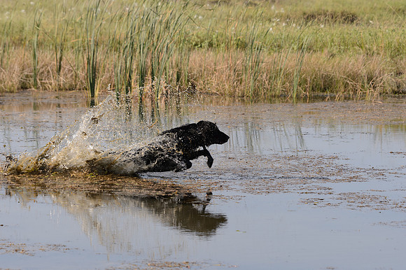 Waterdogs MAK_9346