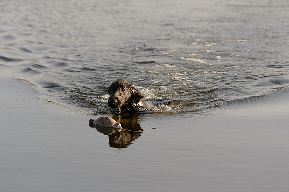 Waterdogs MAK_9211