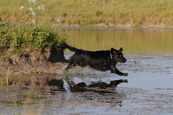 Waterdogs MAK_9249