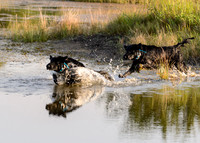 Waterdogs MAK_9084-2