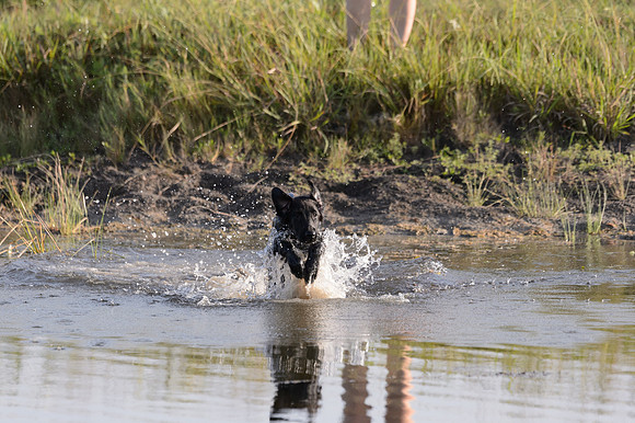Waterdogs MAK_9165