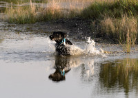 Waterdogs MAK_9086