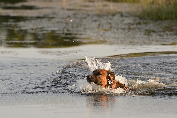 Waterdogs MAK_9028