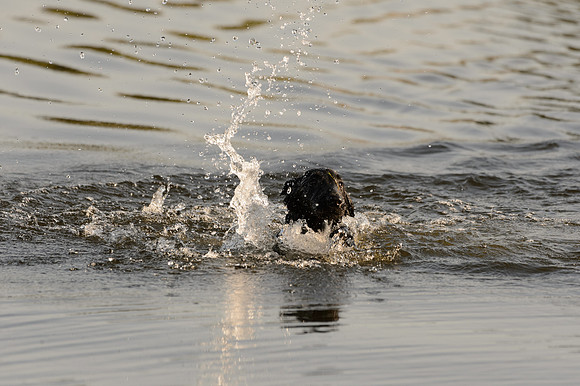 Waterdogs MAK_9172