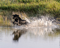 Waterdogs MAK_9051