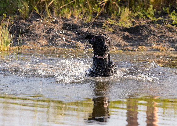 Waterdogs MAK_9164