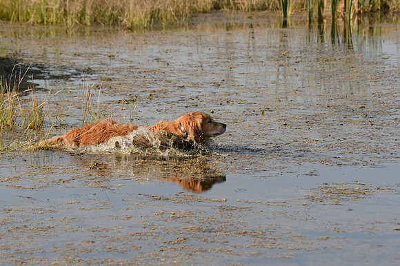Waterdogs MAK_9279