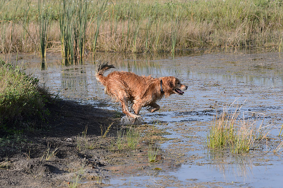 Waterdogs MAK_9299