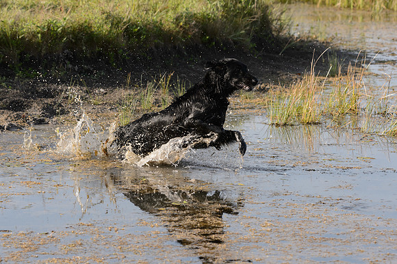 Waterdogs MAK_9318