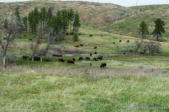 Black-Hills-MAK_8334