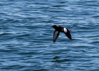 Bar Harbor-DSC_2398