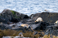 Bar Harbor-DSC_2567
