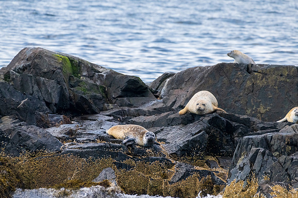 Bar Harbor-DSC_2567