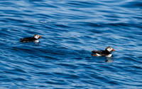 Bar Harbor-DSC_2332
