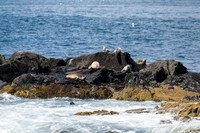 Bar Harbor-DSC_2530