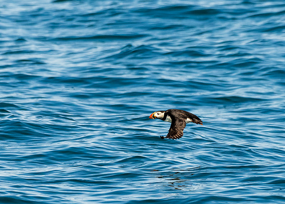 Bar Harbor-DSC_1895