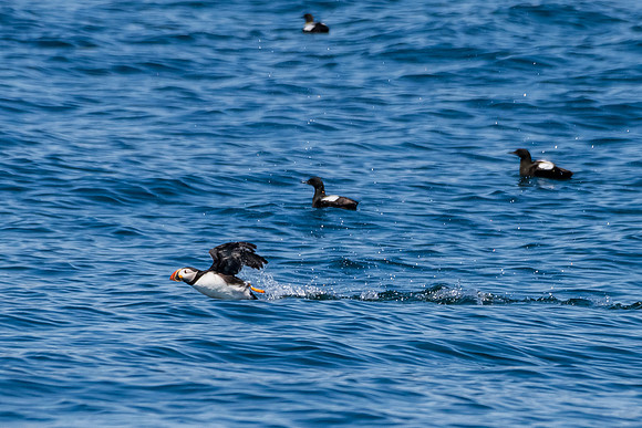 Bar Harbor-DSC_2171
