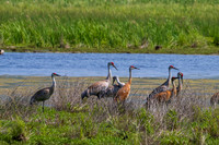 Arcadia Marsh-0331