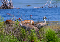 Arcadia Marsh-0655