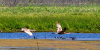 Arcadia Marsh-0547