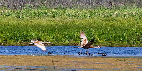 Arcadia Marsh-0547