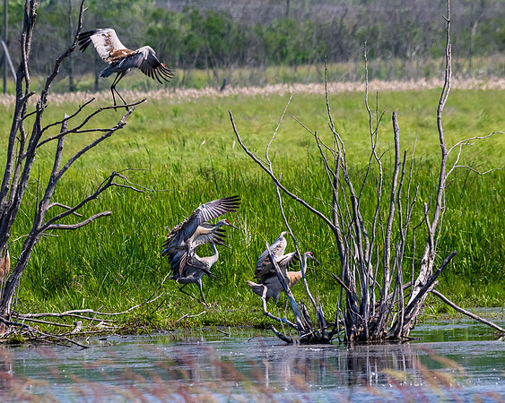 Arcadia Marsh-0584