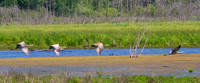 Arcadia Marsh-0537
