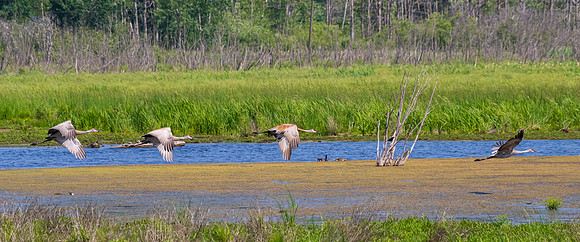 Arcadia Marsh-0537