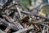 Arcadia Marsh-0391