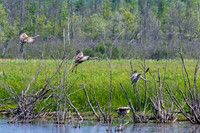 Arcadia Marsh-0472