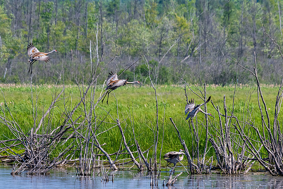 Arcadia Marsh-0472