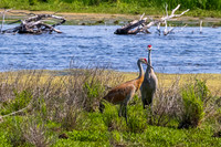 Arcadia Marsh-0299