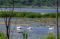 Arcadia Marsh-0656