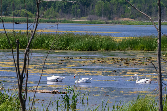 Arcadia Marsh-0656