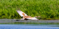 Arcadia Marsh-0618